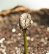 巴拿马瑰夏为什么比牙买加蓝山更贵？瑰夏Geisha品种与翡翠庄园夺冠史