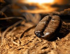 咖啡豆基础常识 何谓平豆、圆豆、象豆?