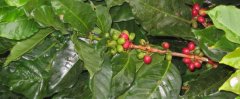 The Spread of Coffee/咖啡传播