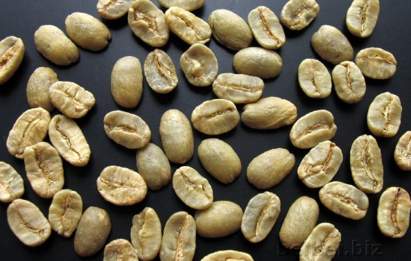 古巴 马拉戈日皮 Cuba maragogype elephant bean green bean
