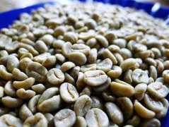 哥斯达黎加塔拉珠水洗卡杜拉咖啡豆风味如何？产区品种一次讲清