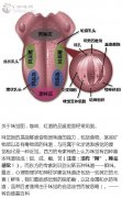 味觉图 咖啡、红酒的品鉴里面经常用到