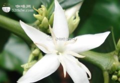 咖啡植物篇 精品咖啡基础常识