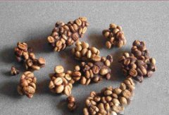 麝香猫咖啡为什么价比黄金？印尼猫屎咖啡 Kopi Luwak 风味与产量揭秘