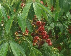 咖啡豆价格 咖啡豆的价格怎么样那么贵?