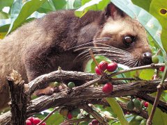 猫屎咖啡是怎么来的？棕榈猫与精品咖啡豆的奇妙关系