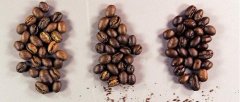 咖啡豆公豆母豆怎么区分？Peaberry圆豆和Flat Beans平豆到底哪个更好喝
