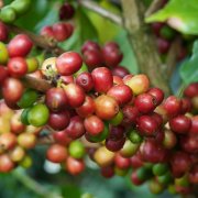 生咖啡豆需要清洗吗？矿泉水冲咖啡真的更好喝吗？