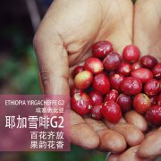 耶加雪菲为什么被称为埃塞俄比亚精品咖啡的代名词？