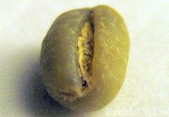 蓝山咖啡豆里的Peaberry圆豆是什么？为什么只有约2%产量这么稀有？