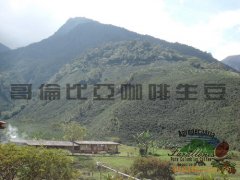 哥伦比亚麦德林AF庄园咖啡豆怎么样？卡杜拉波旁风味与分级全解析