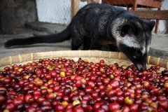 麝香猫咖啡为什么这么贵？印尼猫屎咖啡风味与制作工艺全解析