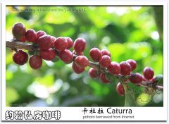 精品咖啡豆品种波旁(bourbon)自然变种:卡杜拉