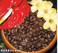 蓝山咖啡为什么被称为咖啡极品？野生咖啡与阴生种植谁更值得喝