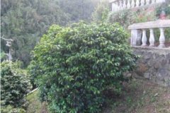 瑰夏咖啡是什么品种？柯纳斯黛尔农园瑰夏风味与产地全解析