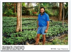 巴布亚新几内亚Sigri水洗咖啡有什么特别？72小时三洗发酵解析