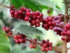 阿拉比卡和罗伯斯塔豆有什么区别？一文看懂咖啡豆的由来与处理法