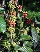 猫屎咖啡为什么这么贵？麝香猫咖啡 Kopi Luwak 风味口感与特点全解析