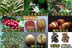 咖啡生长过程 咖啡豆怎样生长的?