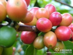 也门咖啡为什么被卡特草取代？农民弃种背后的真相与振兴计划