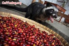 猫屎咖啡为什么被呼吁停售？香港率先响应的动物虐待争议