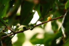 咖啡树种植需要什么条件？从气候土壤到海拔的完整入门指南