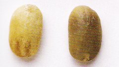 手选咖啡生豆到底在挑什么？生豆分级、瑕疵豆与烘焙均匀度全解析