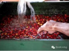 水洗处理法是什么意思？一文看懂水洗咖啡豆的加工过程与风味特点