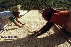 咖啡豆晒干法是怎么回事？羊皮纸咖啡豆含水量与干燥时间全解析