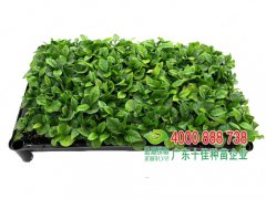 咖啡树种苗的种植栽培 咖啡树怎么养