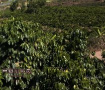 越南最大速溶咖啡工厂投产，会改变全球速溶市场格局吗？