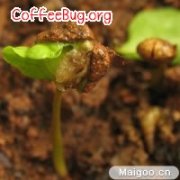 咖啡要以带内果皮的种子种植吗？从播种到采收的栽培过程一次看懂
