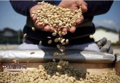阿拉比卡和罗布斯塔咖啡豆有什么区别？风味、咖啡因与价格全对比