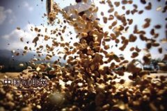 咖啡豆的生产过程 一棵咖啡树可收获3-5公斤果实
