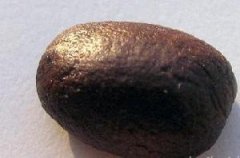 夏威夷科纳咖啡好在哪里？和牙买加蓝山咖啡有什么区别？
