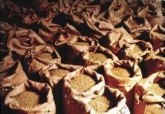 危地马拉咖啡豆怎么分级？SHB极硬豆和HB硬豆有什么区别？