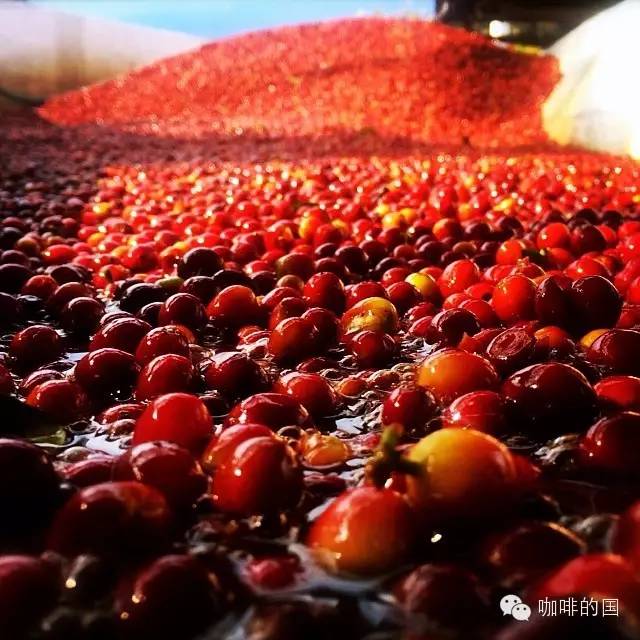 肯尼亚咖啡为什么喝起来像水果茶？风味特点与产区差异一次讲清