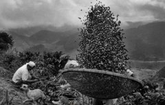 危地马拉咖啡有什么特点？安提瓜火山产区风味与香烟咖啡由来解析