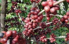 哥伦比亚咖啡口感如何？与巴西豆有什么区别、产区分级一次说清