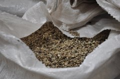巴拿马咖啡豆怎么烘焙？为什么必须走到密集一爆就出豆？