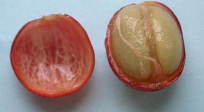 危地马拉薇薇特南果咖啡好喝吗？高海拔极硬豆风味与冲煮建议