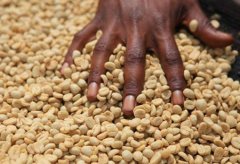哥斯达黎加塔拉珠圣罗曼处理厂咖啡好喝吗？皇家咖啡风味与产区解析