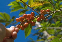 夏威夷科纳咖啡好喝吗？口感特点、等级划分与真假科纳区别