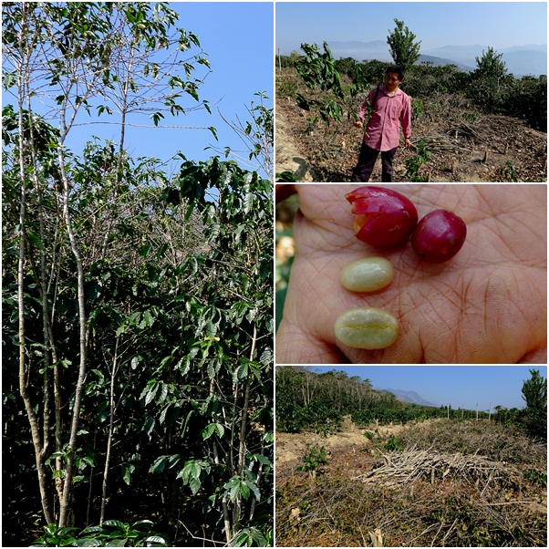 尼加拉瓜吉姆莫利纳庄园蜜处理红波旁怎么冲才好喝？风味与选购一次讲清