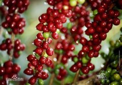大粒咖啡豆与小咖啡豆味道之间的区别 形容咖啡的味道 咖啡风味