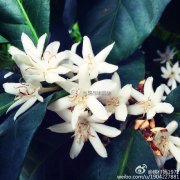 肯尼亚咖啡的种植地带  非洲咖啡豆的口感