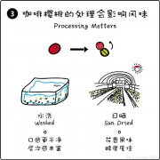 蜜处理咖啡豆是什么？和日晒、水洗处理法有什么区别？