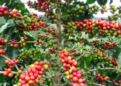希望庄园Hacienda La Esperanza 有机认证 最著名的就是瑰夏种