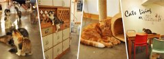 热门咖啡馆猫咪咖啡主题咖啡馆潮流