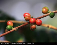 巴拿马波奎特产区凯萨露易斯庄园咖啡有什么风味？